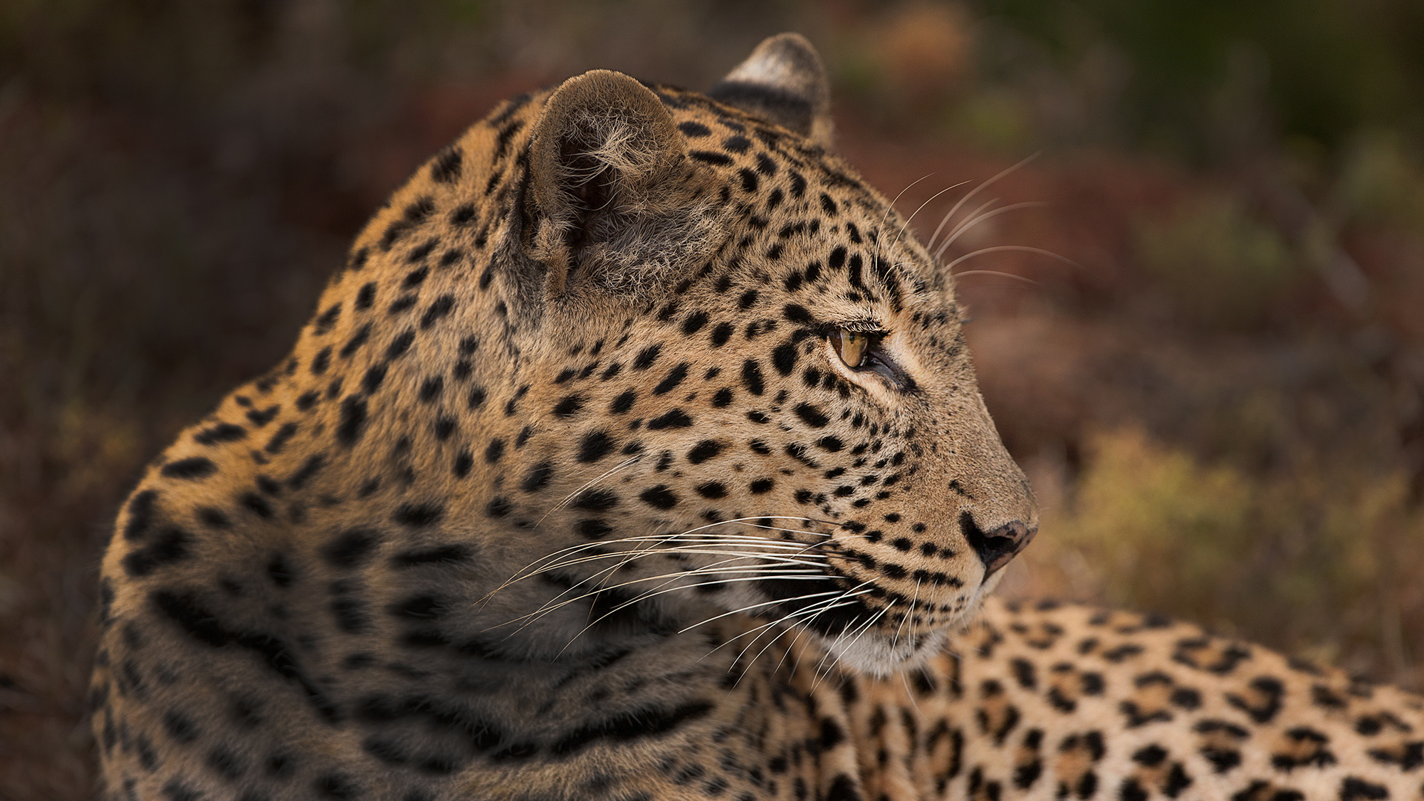 What Can We Do To Help Save Amur Leopards